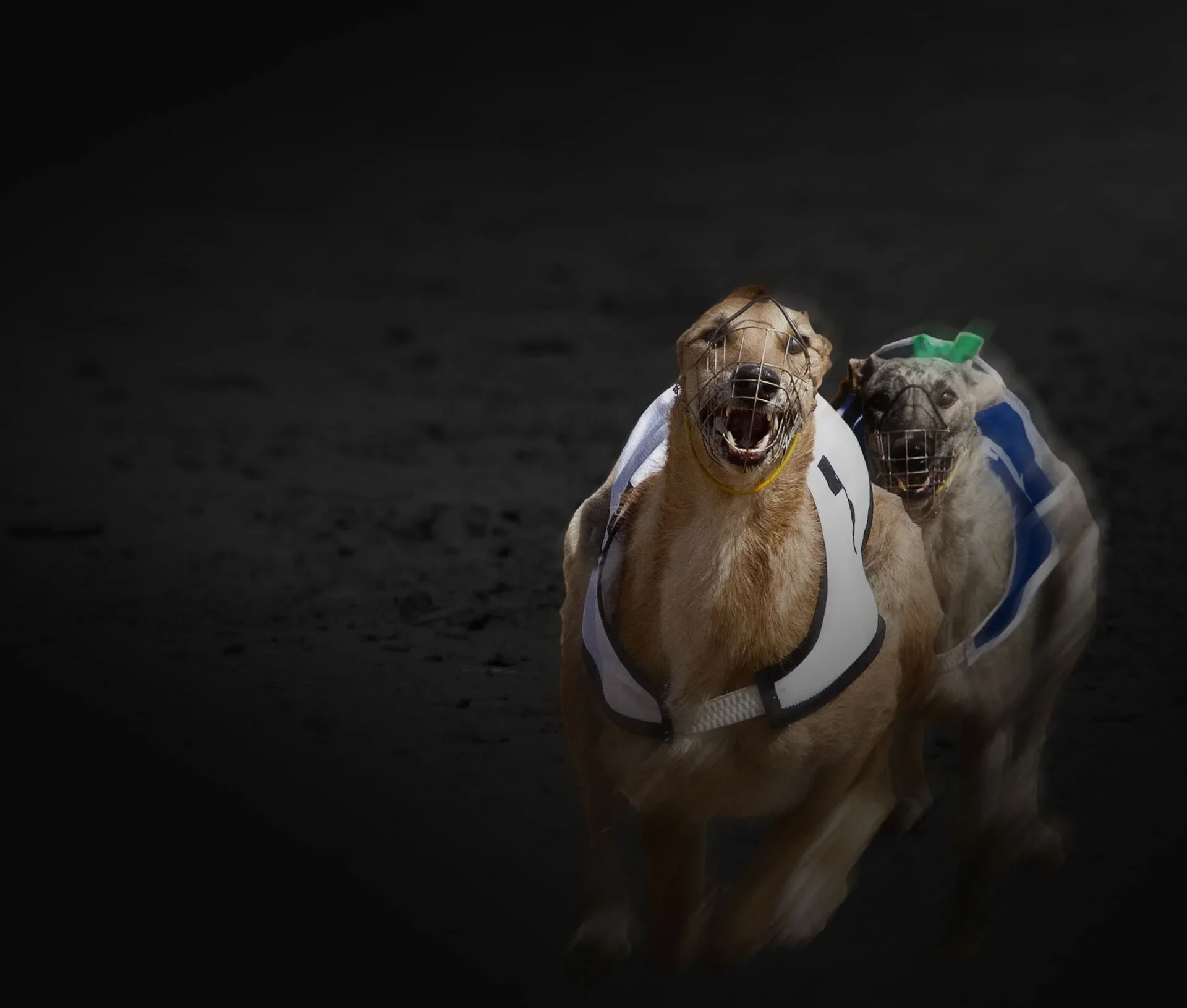 Virtual Greyhounds by Golden Race